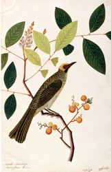 Mata Cooching, uit Tekeningen van Vogels uit Malakka, ca. 1805-18